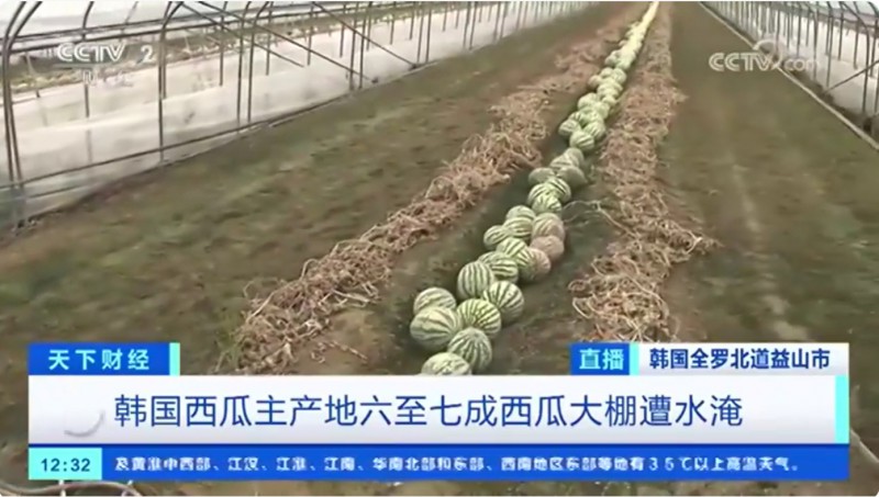 韓國西瓜遭水淹