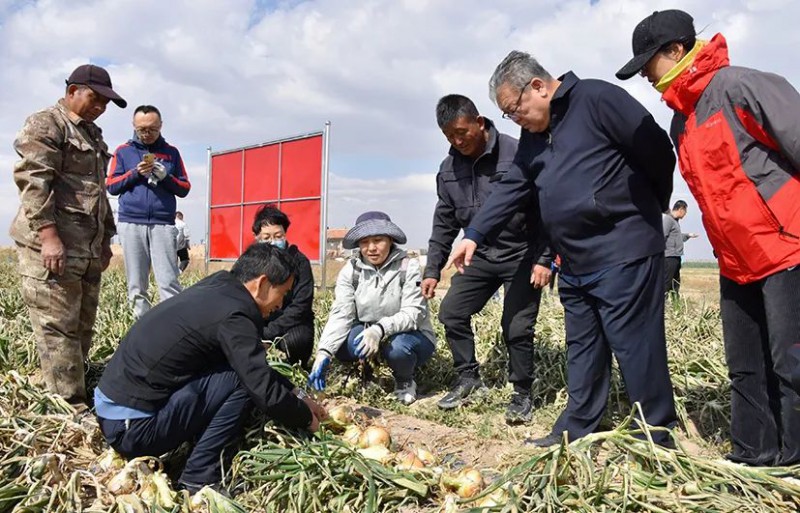 蔬菜產業專家團服務內蒙古冷涼蔬菜產業喜見成效3