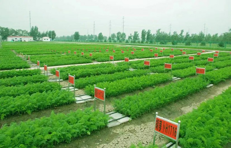 蔬菜產業專家團服務內蒙古冷涼蔬菜產業喜見成效4