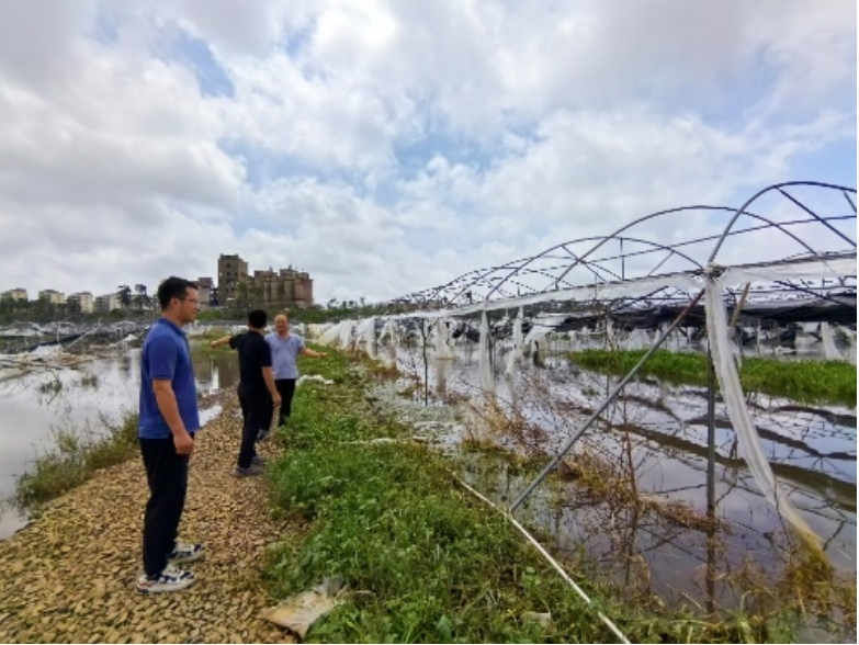 海南瓜菜體系專家指導災后恢復生產