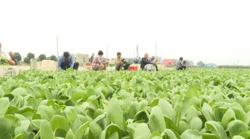 安徽太和：“小青菜”變成大產(chǎn)業(yè)2