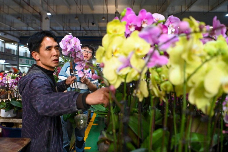 昆明斗南花市年宵花走俏4