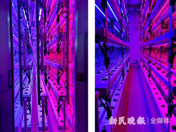 圖說:可移動式種植架,可以根據植株大小調節間距