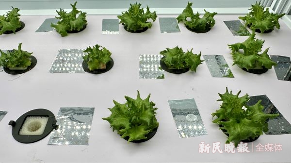 圖說:蔬菜小苗2