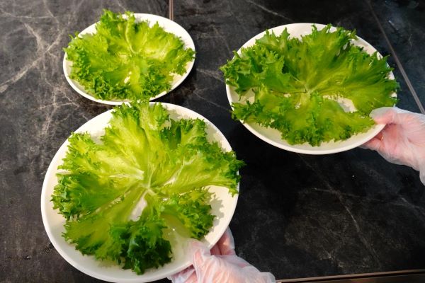 圖說:生菜達到免洗鮮食標準 采訪對象提供