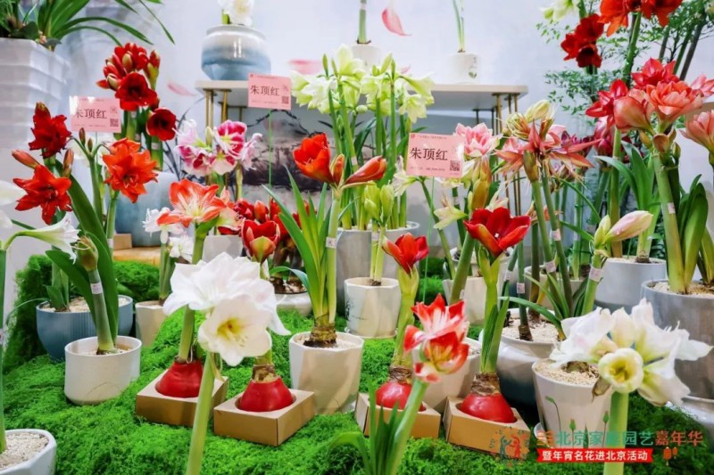 2025北京家庭園藝嘉年華3