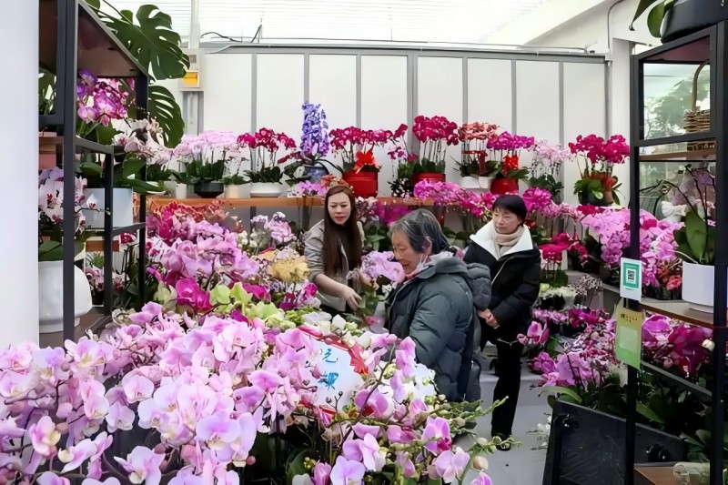 市民在北京花卉交易中心購買年宵花