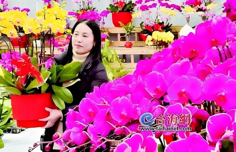 年宵花市火爆 蝴蝶蘭仍占“C位”