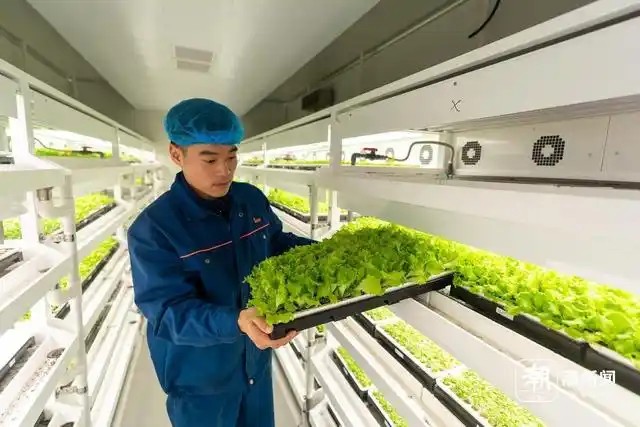余姚陸埠鎮(zhèn)無土栽培植物工廠項(xiàng)目4