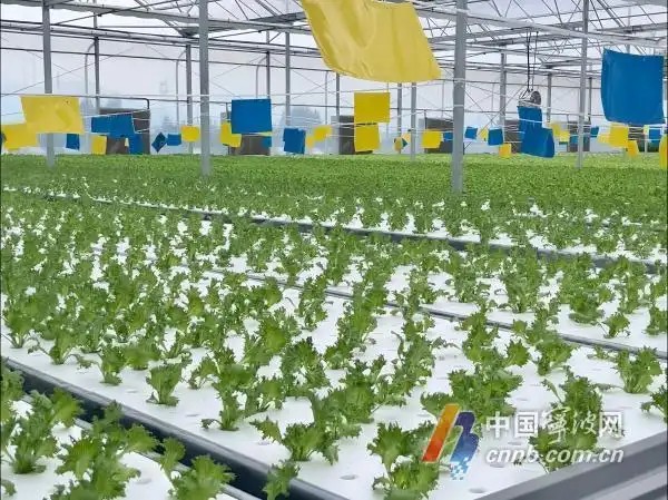 余姚陸埠鎮(zhèn)無土栽培植物工廠項(xiàng)目1