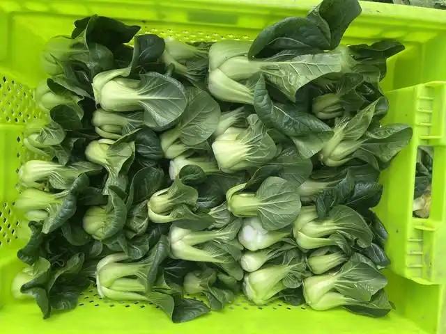 叮咚買菜廊下農(nóng)場的大棚2