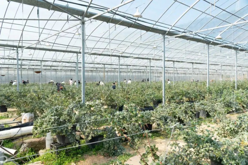 靈溪藍莓基地1