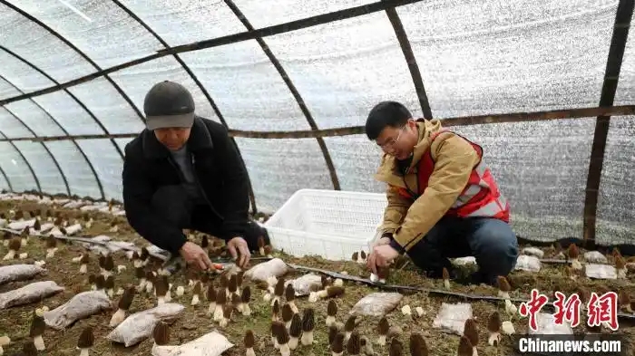 2月18日，村民和駐村工作隊(duì)員在廣西三江侗族自治縣丹洲鎮(zhèn)江荷村采摘羊肚菌。.webp