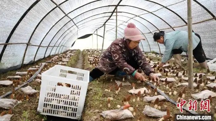 圖為村民在采摘羊肚菌。龍佳倩 攝.webp (1)