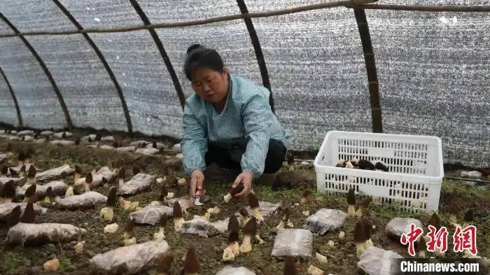 圖為村民在采摘羊肚菌。龍佳倩 攝.webp
