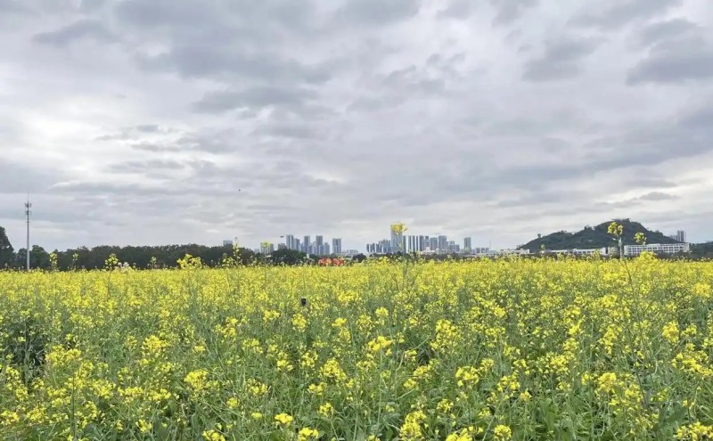 深圳光明高標準打造科學城里的都市田園1