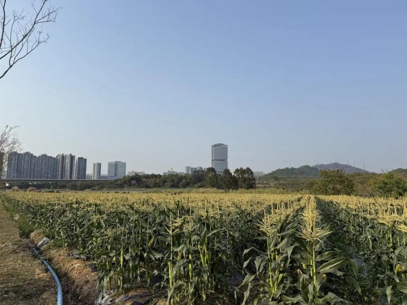 深圳光明高標準打造科學城里的都市田園2