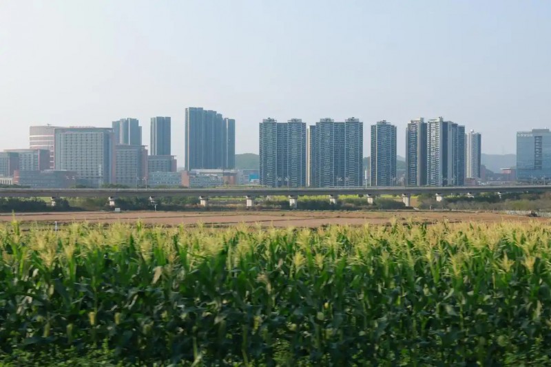 深圳光明高標準打造科學城里的都市田園3