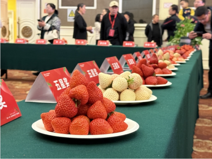 草莓擂臺賽