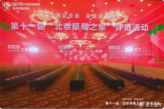 草莓擂臺賽1