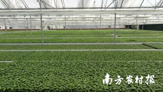 新品種種苗示范基地