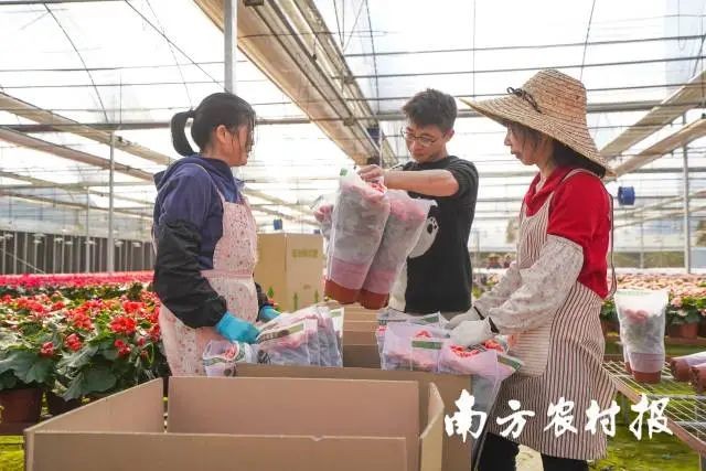正在打包廣州花卉