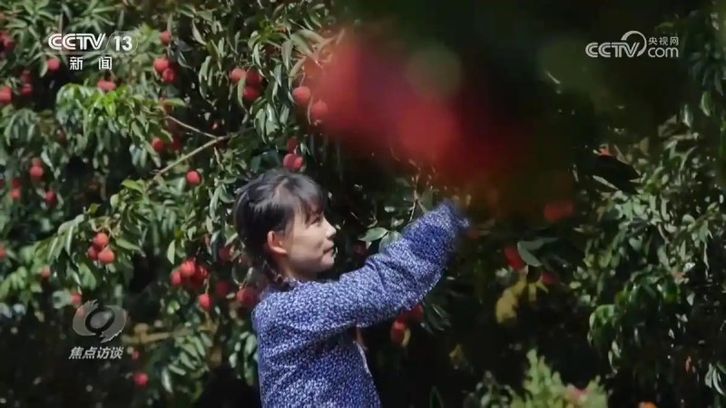 焦點訪談一號文件11.webp