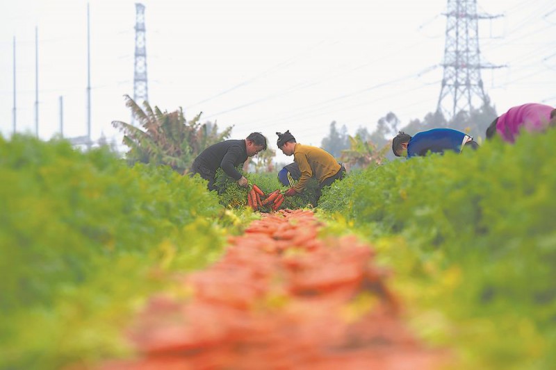 農戶在田里采收禧紅202水果型胡蘿卜