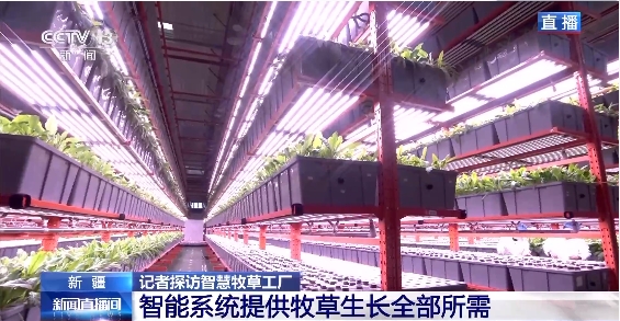 新疆“智慧牧草工廠”3