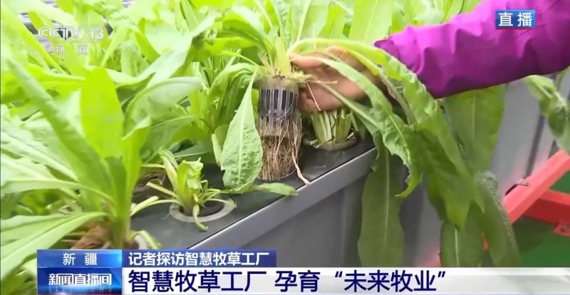 新疆“智慧牧草工廠”6-2