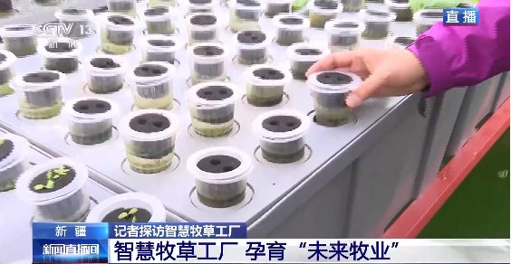 新疆“智慧牧草工廠”8