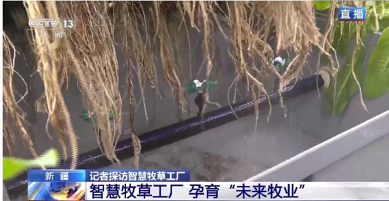 新疆“智慧牧草工廠”7