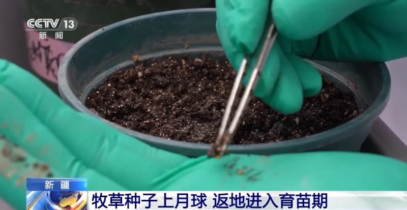 牧草種子上月球返地進入育苗期