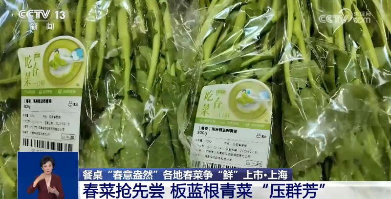 板藍根青菜(1)