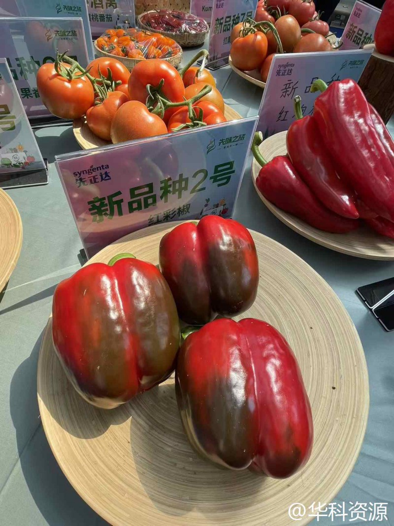壽光菜博會26