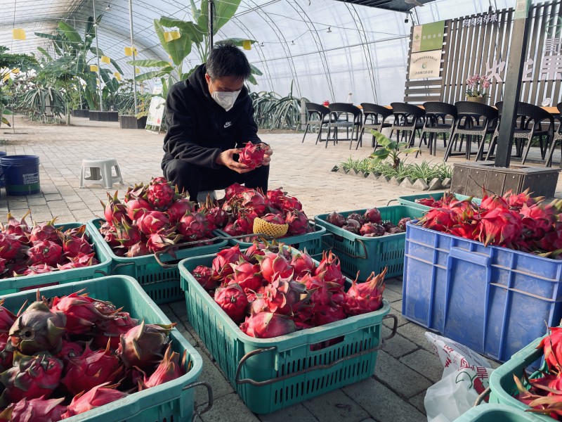 在陜西楊凌的青皮她園火龍果生產(chǎn)基地，牛永浩正在觀察火龍果成熟情況。資料圖