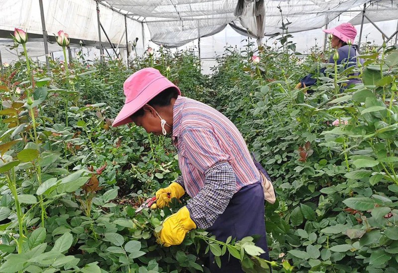 2024年，錦海花卉輻射帶動玉溪市1800余戶花農種植花卉4650畝，農戶種植的月季畝均增收25000元