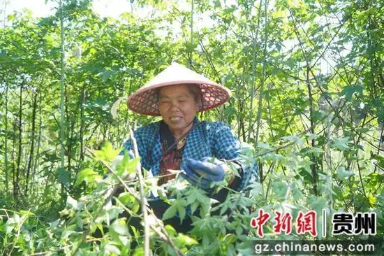 岑鞏縣客樓鎮豐壩村的藥用覆盆子基地,工人在采摘果子。周燕 攝.webp