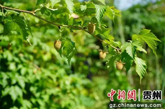 青綠色的果子掛滿枝頭。龍水英 攝.webp
