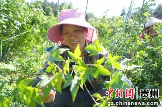 工人正在采摘果子。周燕 攝.webp