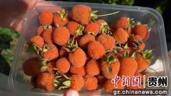 成熟的覆盆子果子。龍水英 攝.webp