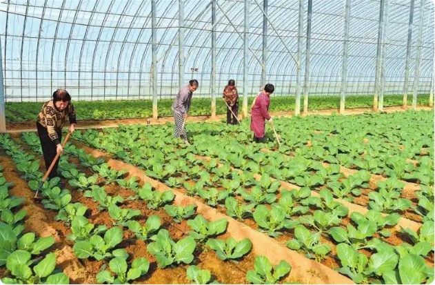 河南供港蔬菜報道圖1