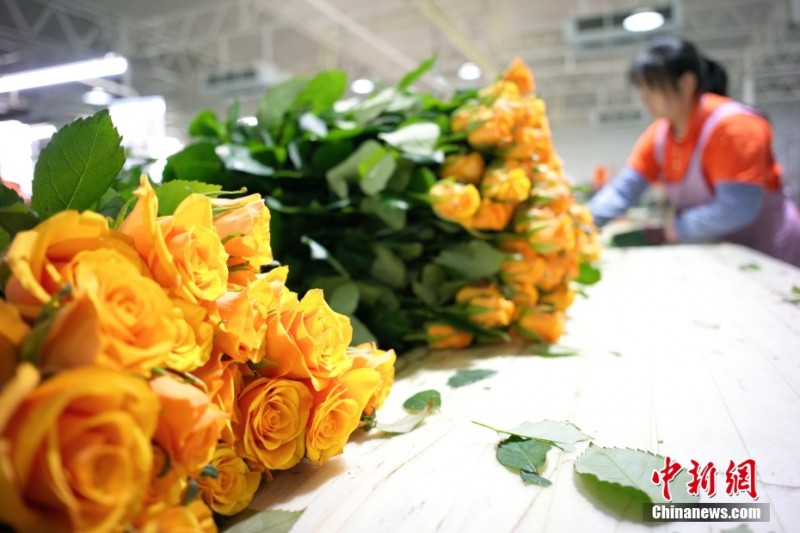 日照市莒縣招賢曲坊現(xiàn)代農(nóng)業(yè)產(chǎn)業(yè)園的鮮切花1