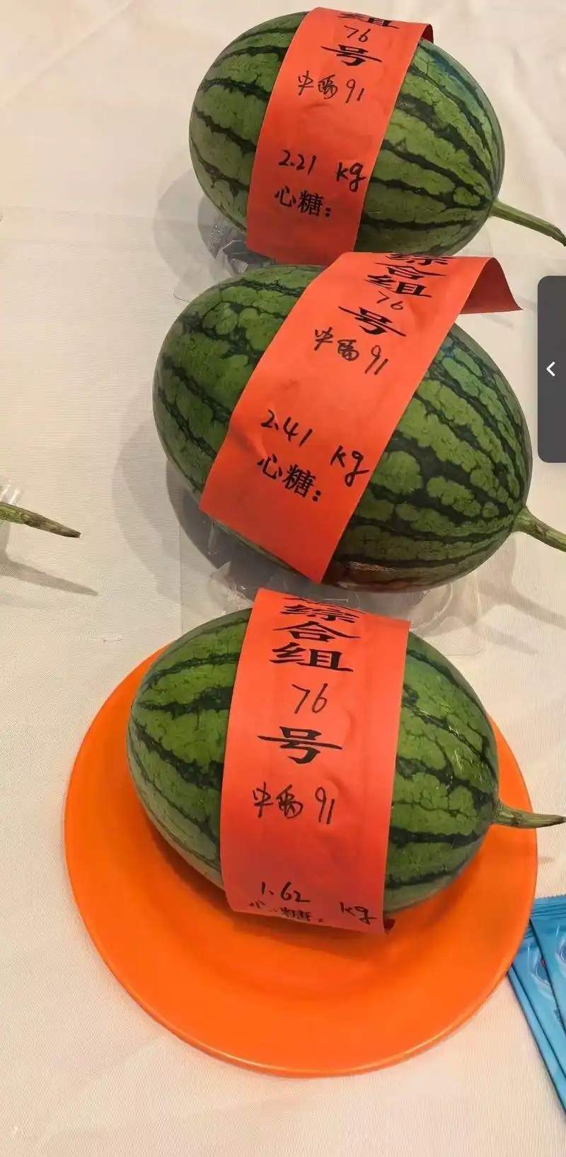 中禹91獲得了小型西瓜綜合組的“瓜王”稱號。受訪者供圖.webp
