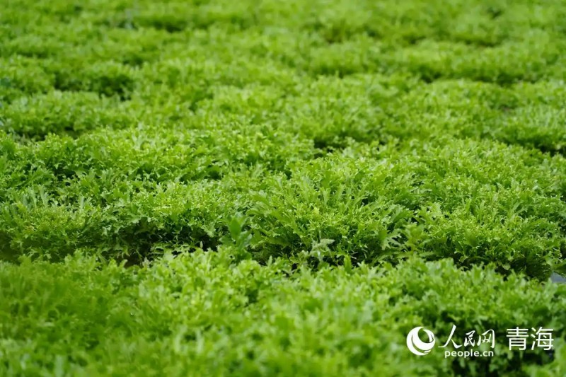 互助菜農種植的苦菊。人民網記者 楊啟紅攝.webp