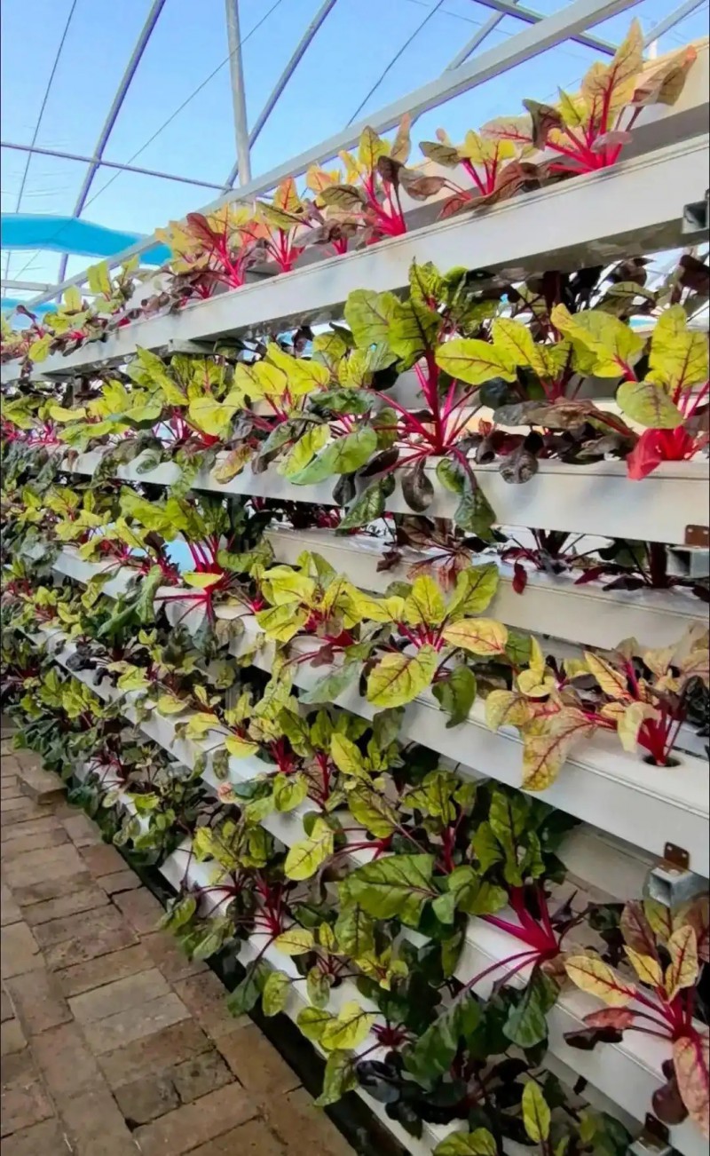 旬邑縣現代設施農業蔬菜基地4.webp