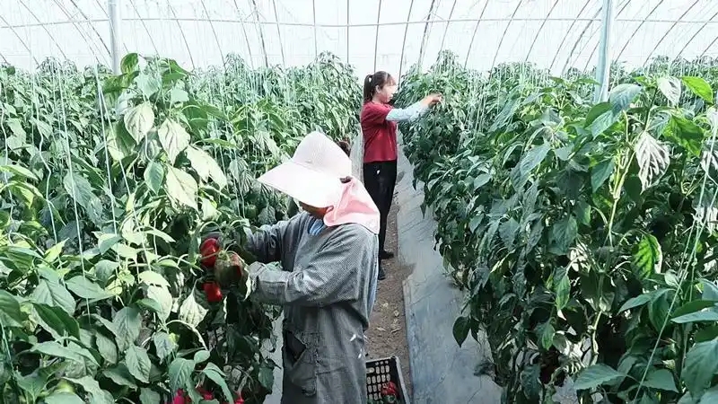旬邑縣現代設施農業蔬菜基地5.webp