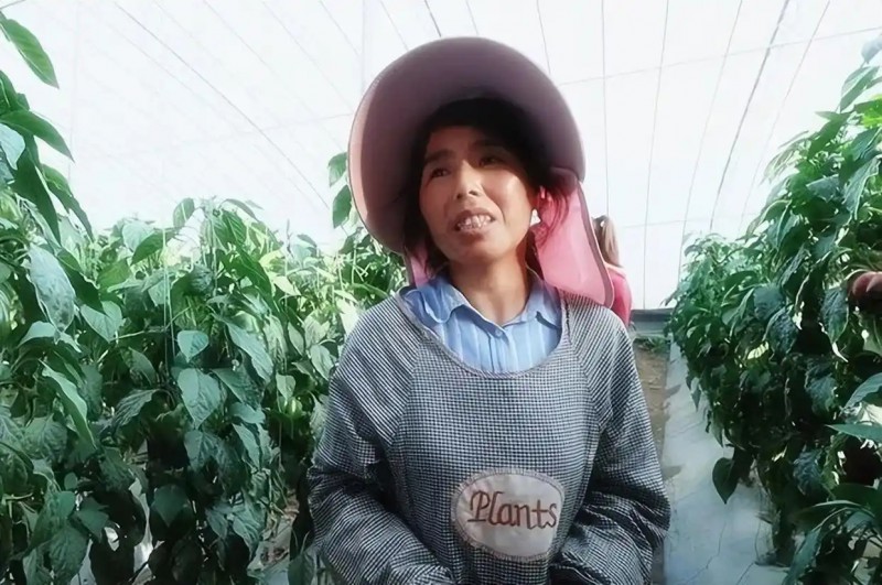 旬邑縣現代設施農業蔬菜基地10.webp