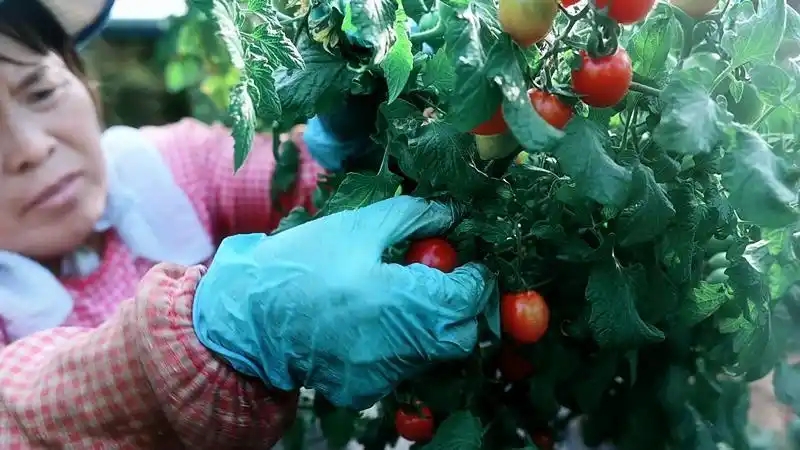 旬邑縣現代設施農業蔬菜基地7.webp