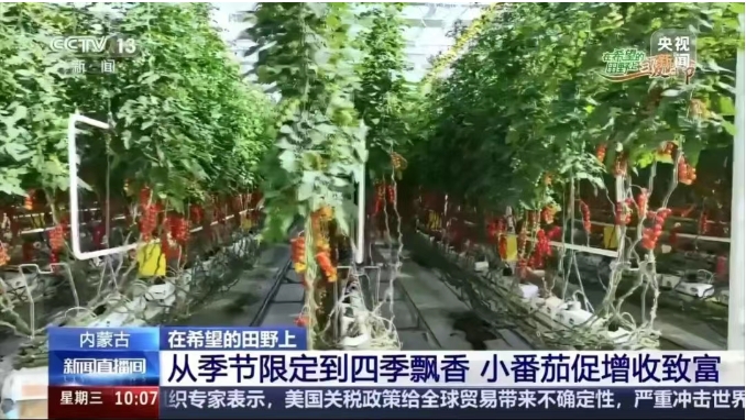 宏福央視報道6